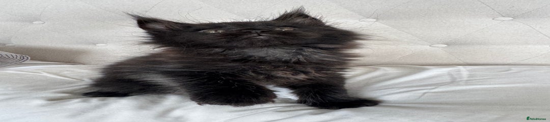 Mowgli (black) 
