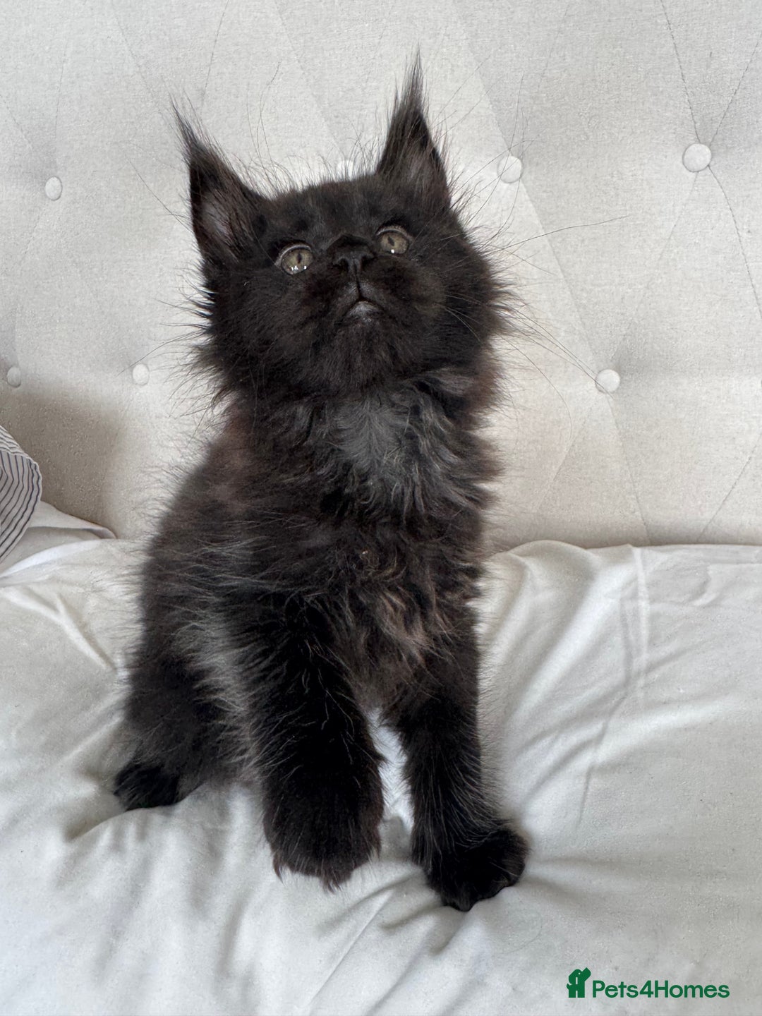 Maine Coon cats for sale: 4 big pure gorgeous Mainecoon boys  - Image 16
