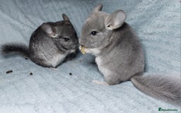 Chinchilla rodents for sale: Chinchilla babies. Ready to go in 2 weeks. - Advert 2