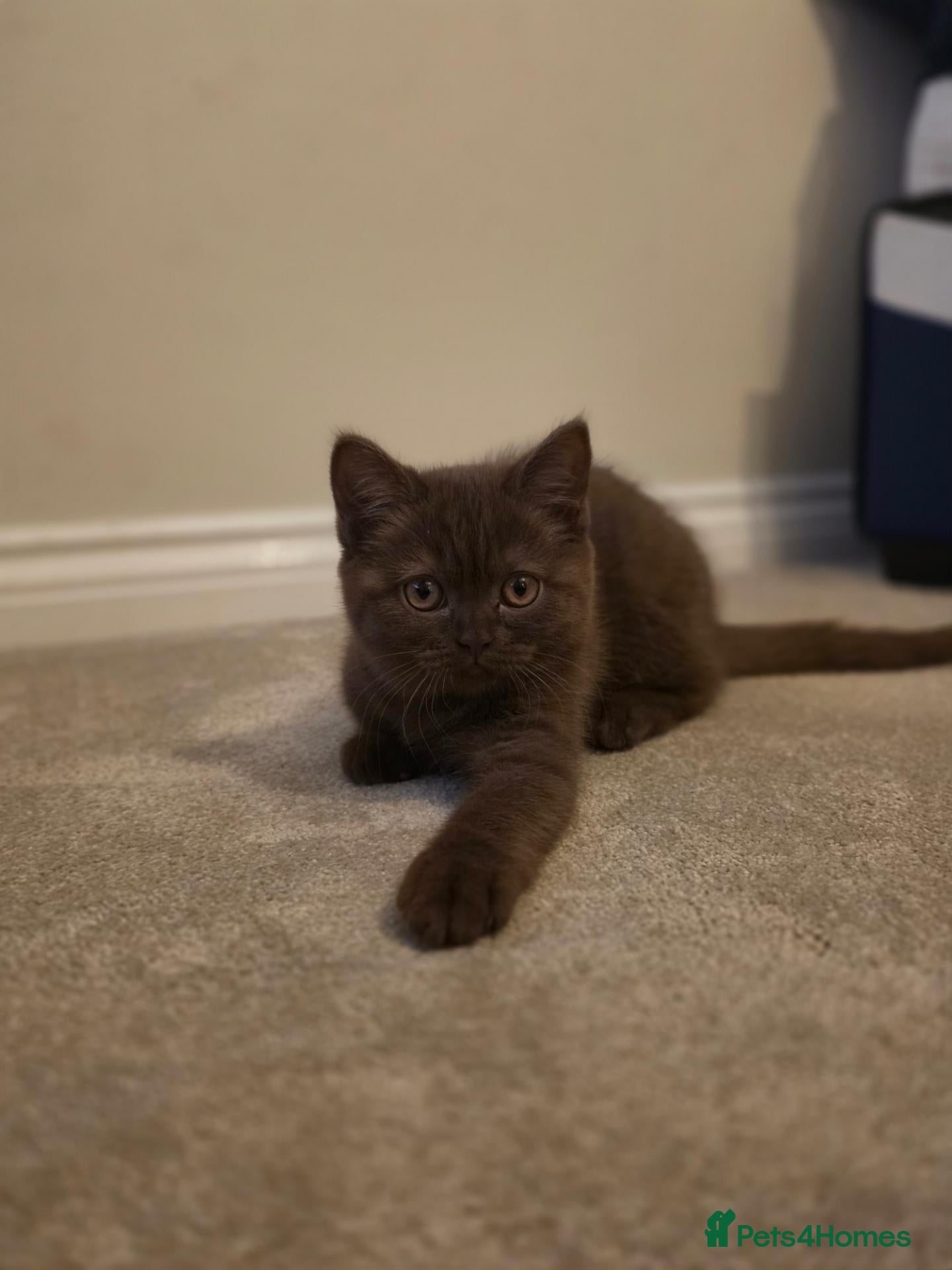 British Shorthair cats Chocolate BSH Girl – Unexpectedly Available - Advert 2