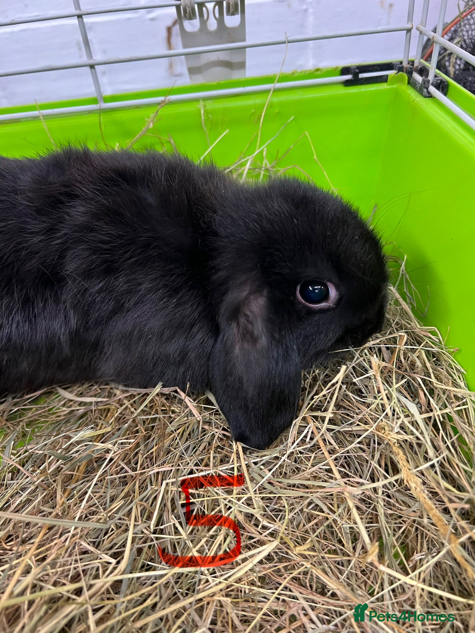 Mini Lop rabbits for sale: Beautiful Mini Lop Boys  in Loughborough - Advert 16