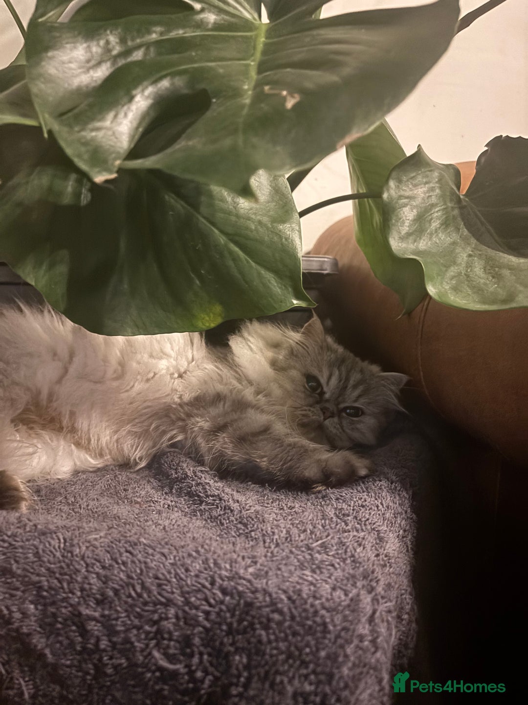 Persian cats for sale: Gorgeous Female Persian  - Advert 8