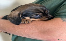 Dachshund dogs for sale: Fabulous Litter of Wirehaired Dachshund/ Teckels - Image 7
