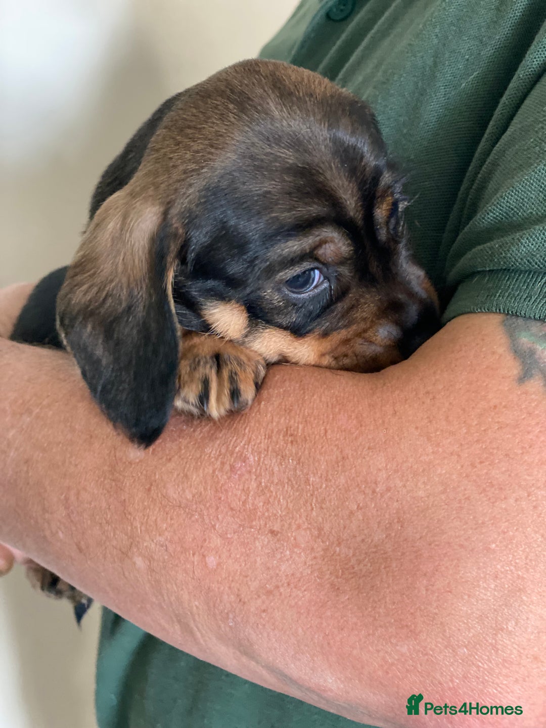 Dachshund dogs for sale: Fabulous Litter of Wirehaired Dachshund/ Teckels - Image 7