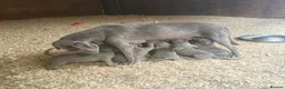 Labrador Retriever dogs for sale: 🩶 Stunning Silver Labrador Puppies 🩶 - Advert 15