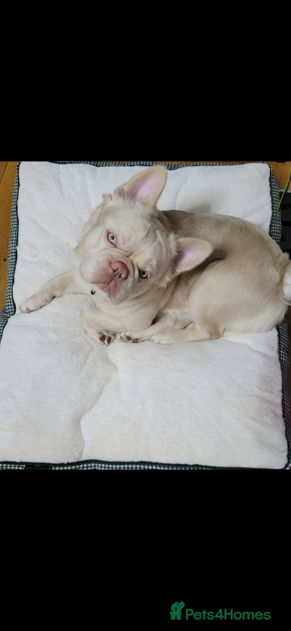 French Bulldog dogs for stud: JUNIOR FLUFFY DOUBLE CHOC MERLE WRAPPED IN CREAM  - Advert 3