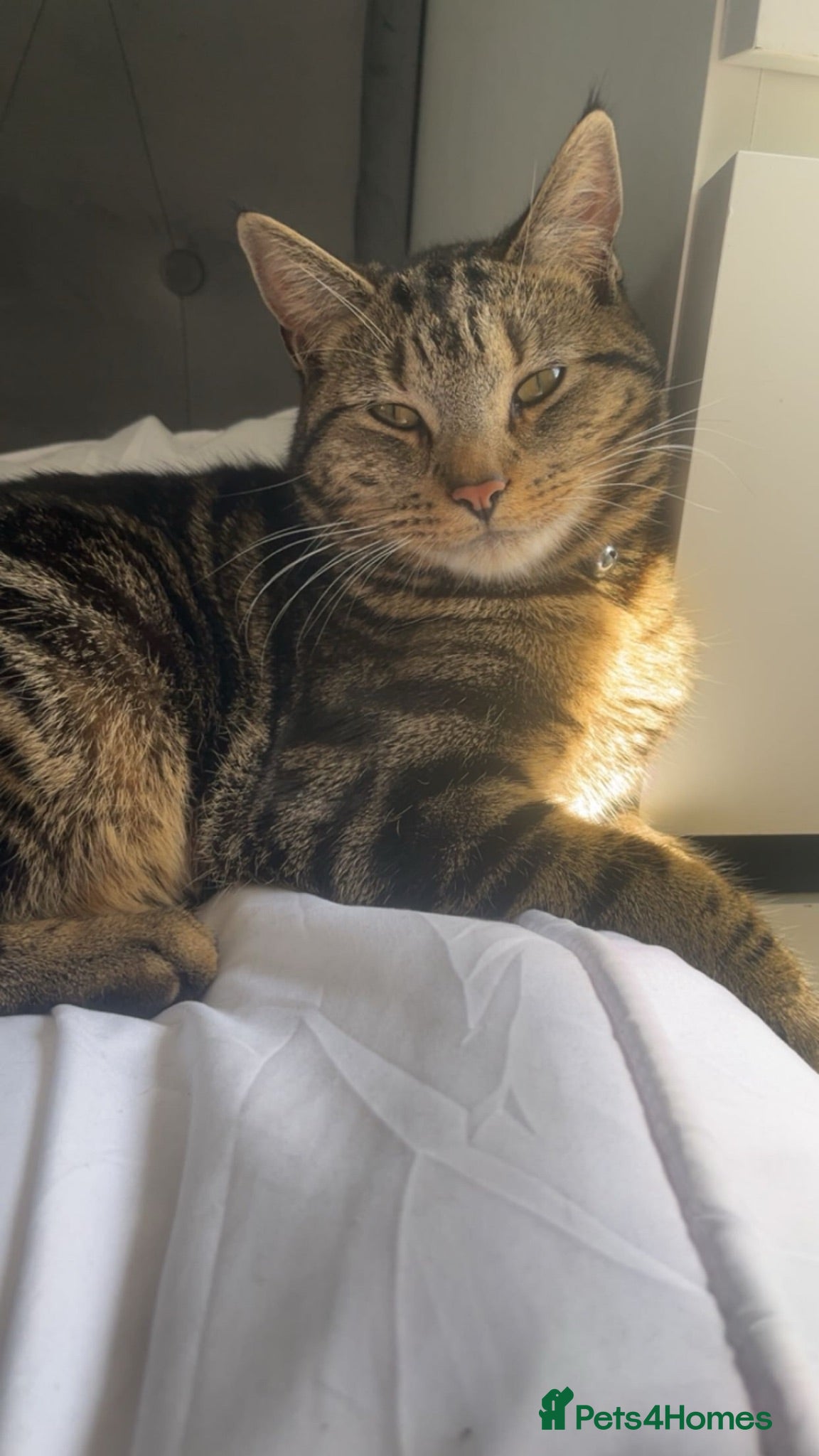 Mixed Breed cats kittens on the way!! - Advert 1