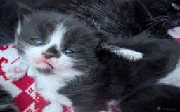 Mixed Breed cats for sale: 3 Beautiful Black and White Tuxedo Kittens  - Image 26