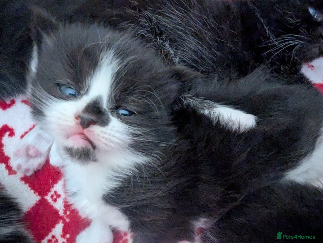 Mixed Breed cats for sale: 3 Beautiful Black and White Tuxedo Kittens  - Image 26