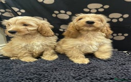 Cockapoo dogs for sale: F1 Apricot cockapoo’s boys and girls  - Image 16