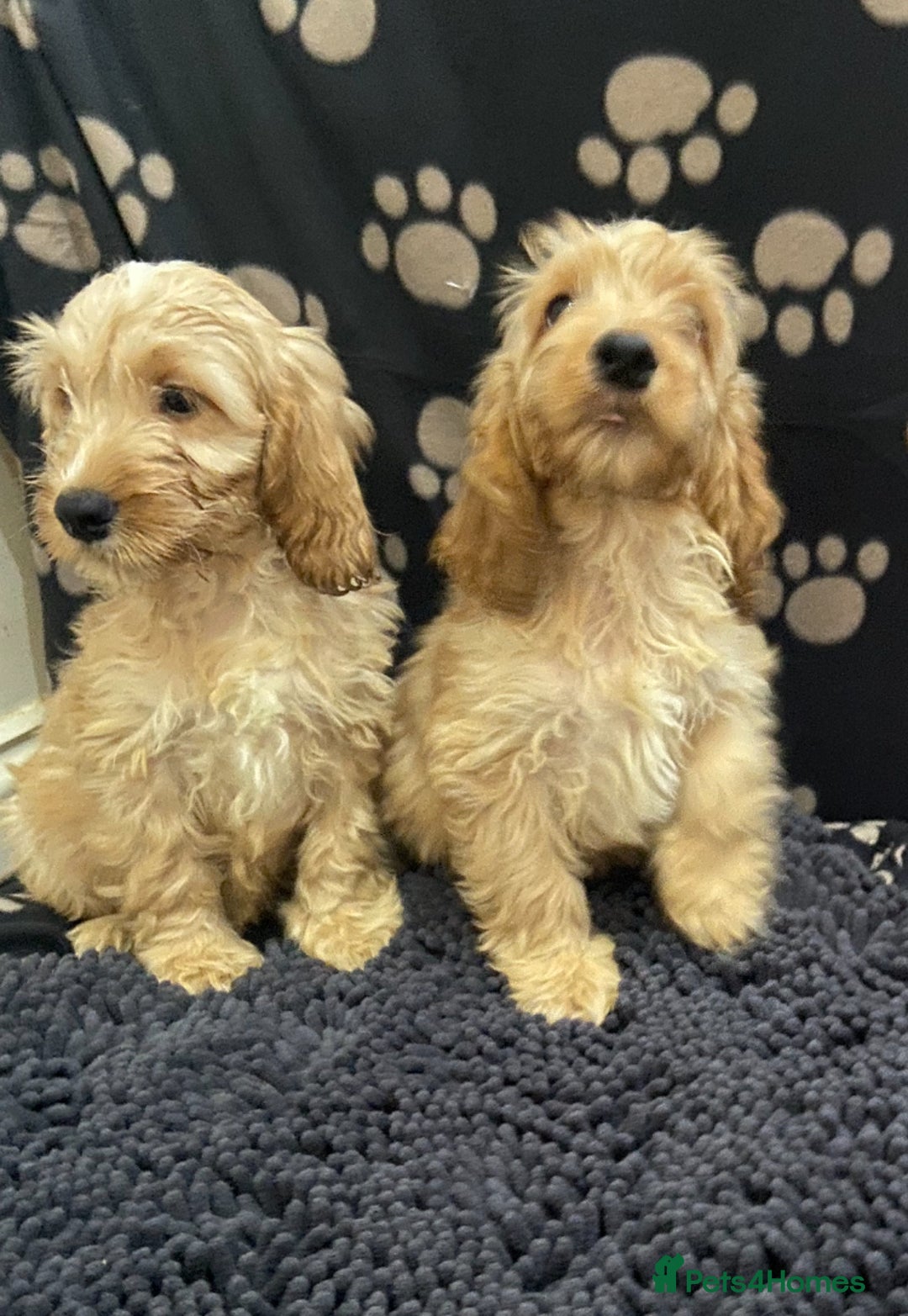 Cockapoo dogs for sale: F1 Apricot cockapoo’s boys and girls  - Image 16