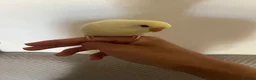 Finches birds for sale: Hand reared tame budgie for sale  in Burton-on-Trent - Advert 4