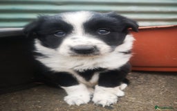 Border Collie dogs for sale: Beautiful Fluffy collie pups for sale  - Image 13