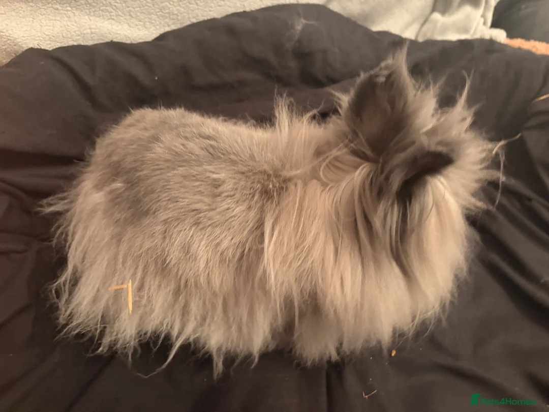 Lionhead rabbits for sale: Male lionhead for sale - Advert 1