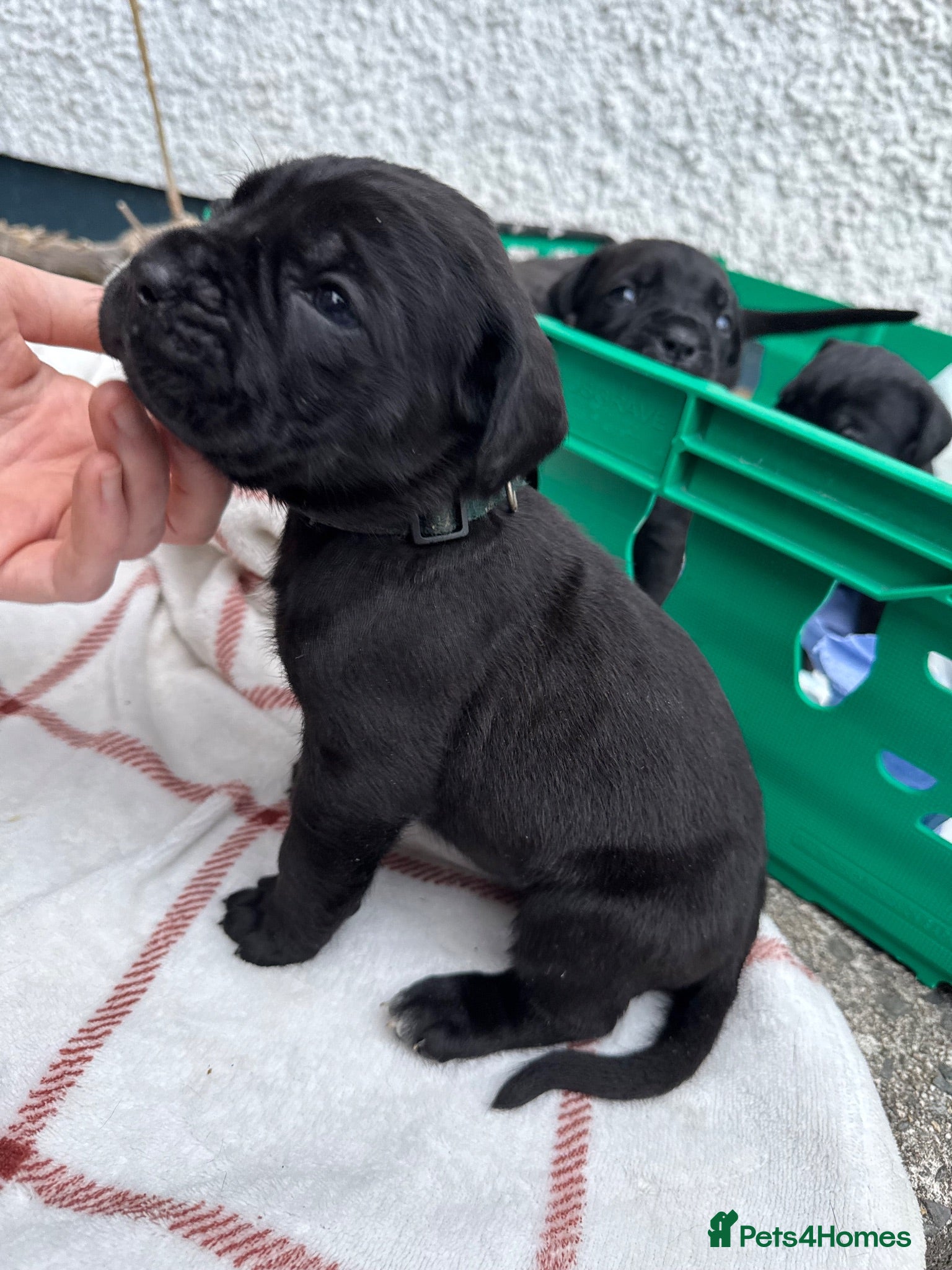 Cane Corso dogs Cane corso litter  - Advert 2