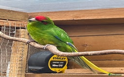 Mixed Breed birds for sale: Gorgeous baby Kakariki’s  - Image 4