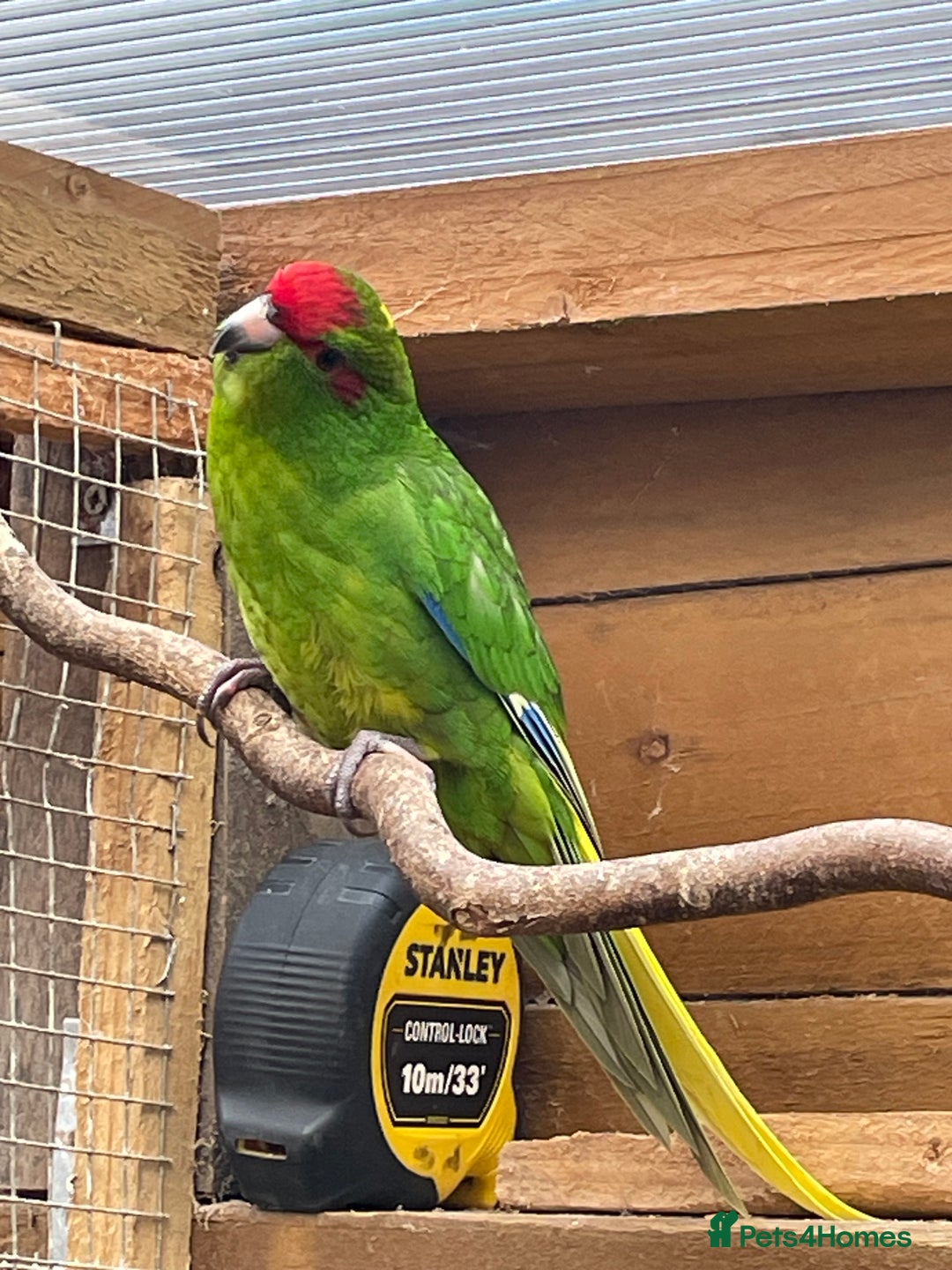 Mixed Breed birds for sale: Gorgeous baby Kakariki’s  - Image 4