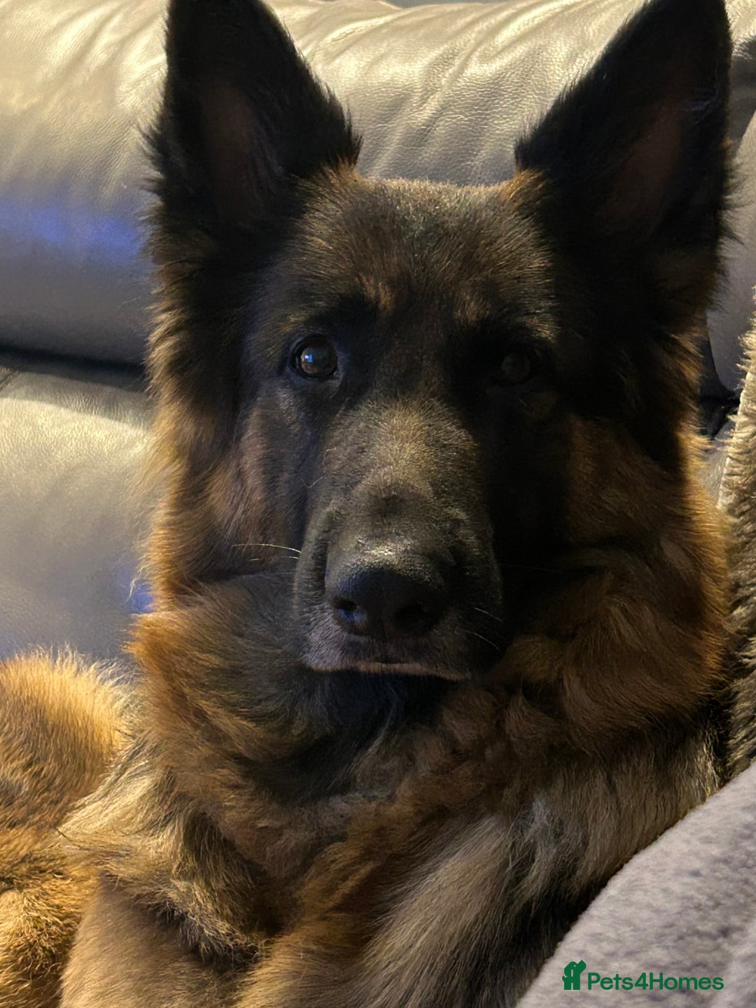 German Shepherd dogs for sale: German shepard puppys - Advert 1