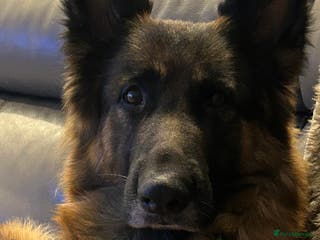 German Shepherd dogs German shepard puppys - Advert 16