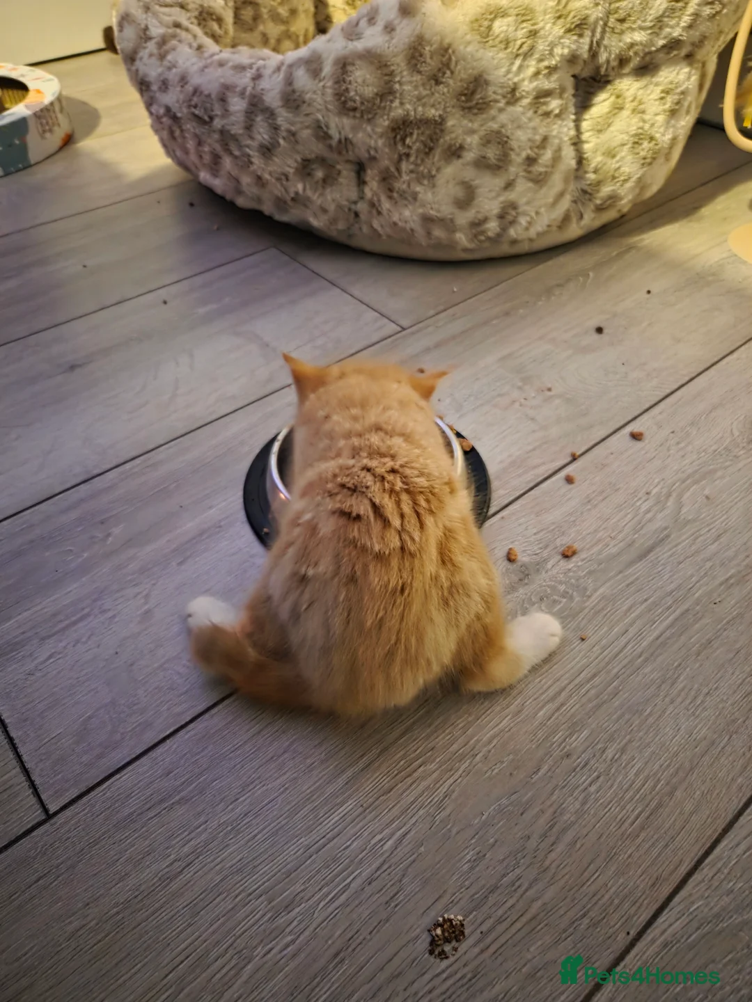 Mixed Breed cats for sale: Kittens for sale - Advert 14