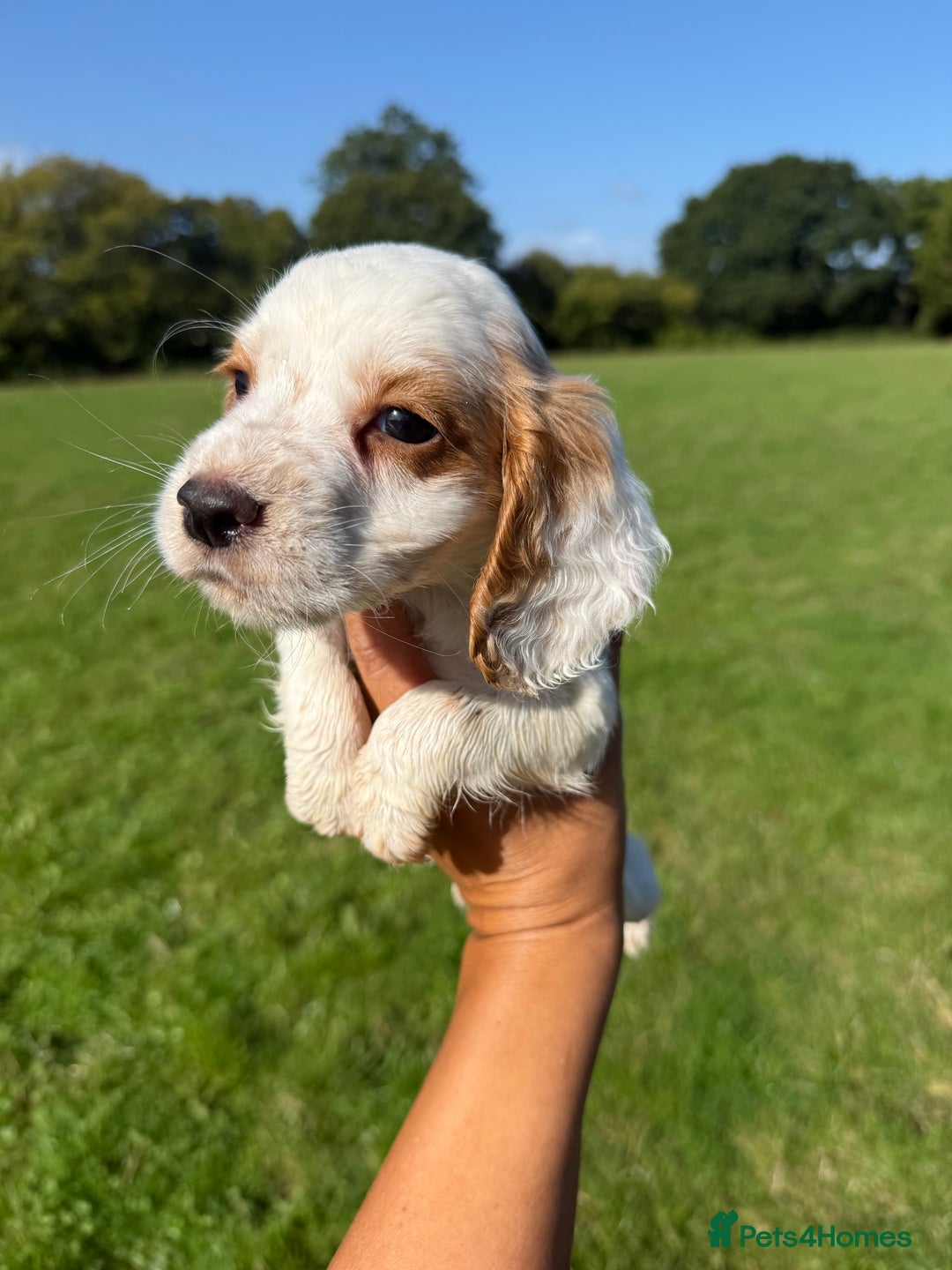 Cocker Spaniel dogs for sale: Worker cocker spaniel puppies for sale  - Image 4