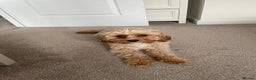 Cavapoo dogs for stud: Proven Toy Cavapoo Stud Extensively Health Checked in Preston - Advert 6