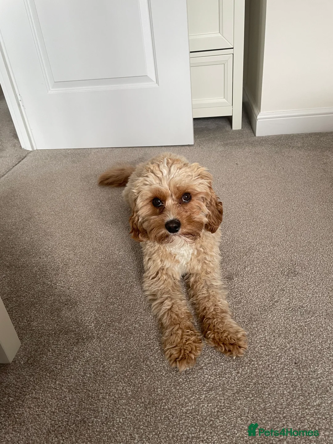 Cavapoo dogs for stud: Proven Toy Cavapoo Stud Extensively Health Checked in Preston - Advert 6
