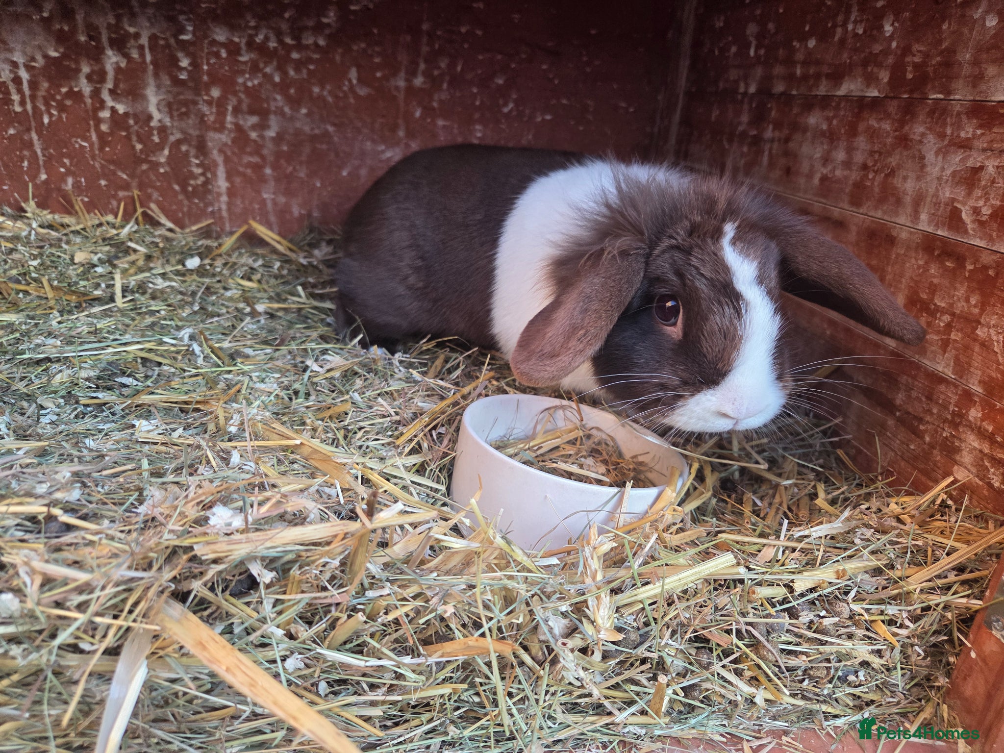 Mini Lop rabbits Beautiful Blue Eyed Husbun and Wife - Advert 10