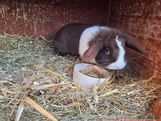 Mini Lop rabbits Beautiful Blue Eyed Husbun and Wife - Advert 10