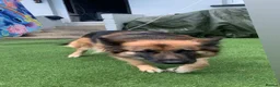 German Shepherd dogs for sale: Storm - Advert 1