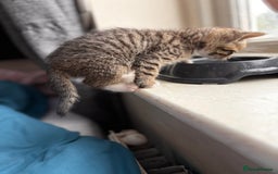 Mixed Breed cats for sale: Beautiful mixed breed blue eyes silver/grey tabby  - Image 7