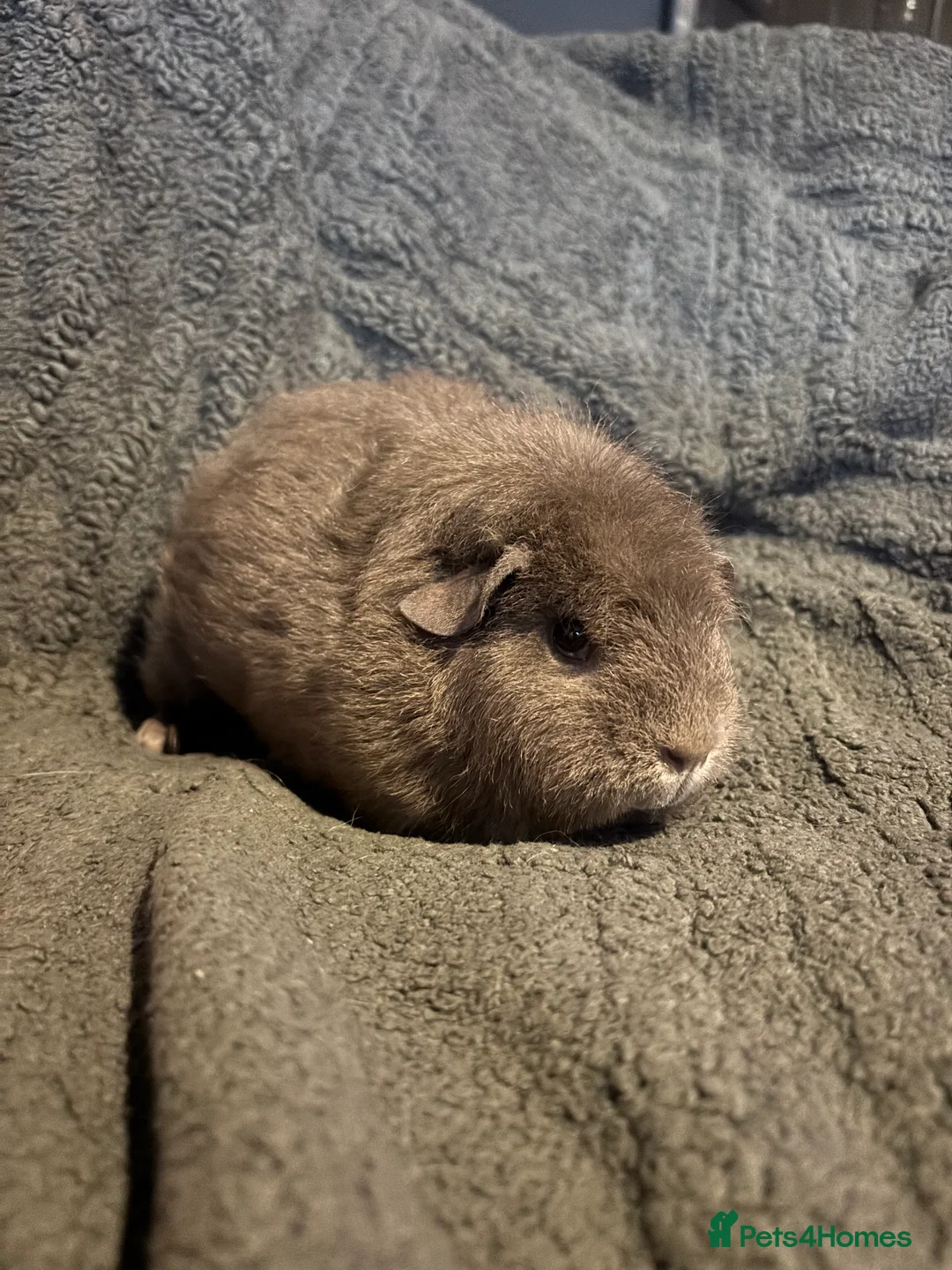 Guinea Pig rodents for sale: Beautiful babies BORN/ready 2 reserve  - Advert 8