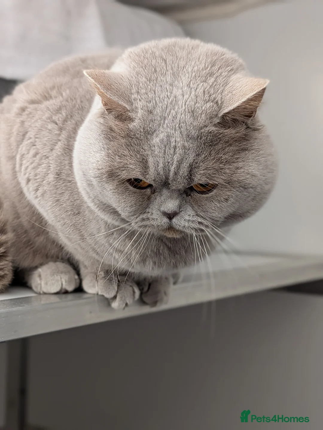 British Shorthair cats for stud: Champion GCCF British shorthair stud in Derby - Advert 2