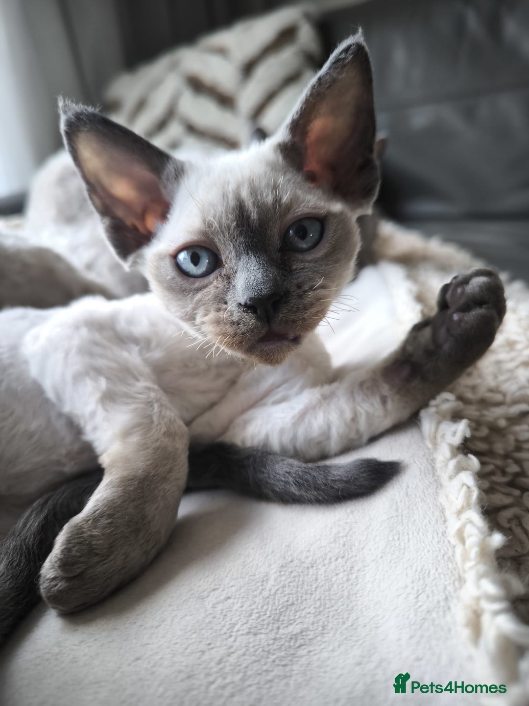 Devon Rex cats for sale: Devon Rex💕Blue Point Lynx Girl🩷Blue Point Boy💙 - Advert 32