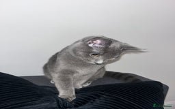 Russian Blue cats for sale: Russian Blue Kitten - Image 2