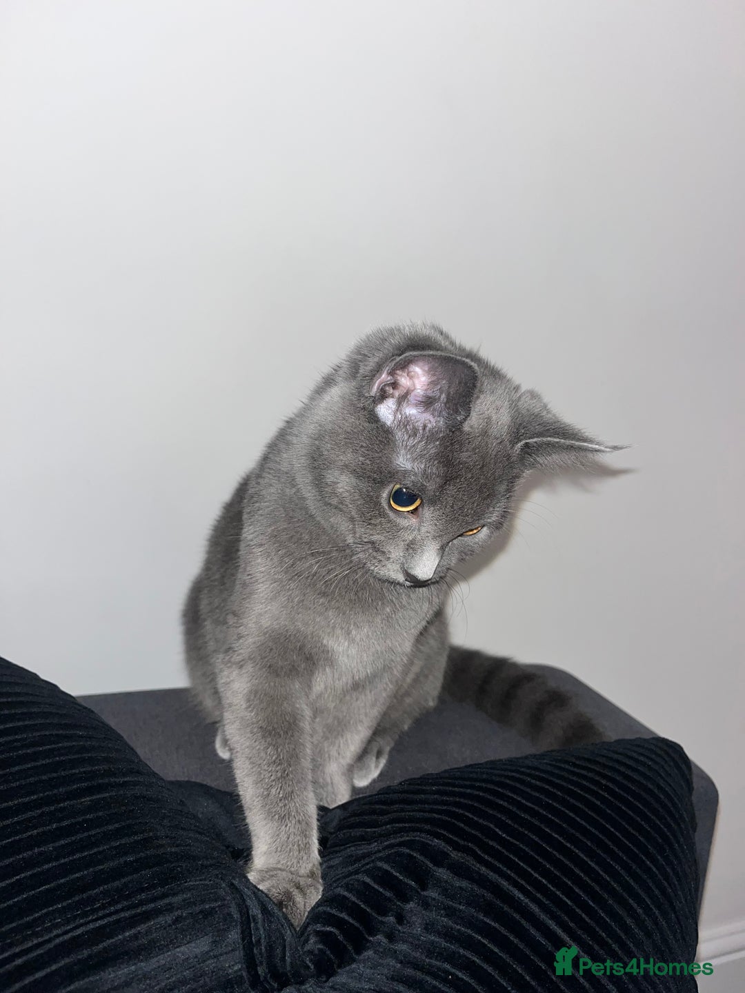 Russian Blue cats for sale: Russian Blue Kitten - Image 2