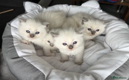 Ragdoll cats for sale: Ragdoll-lovely kittens - Image 22