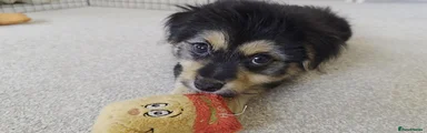 Mixed Breed 1 - Shorkie-Poo / Pom-Poo (Pomeranian/Shih Tzu x Yorkiepoo)