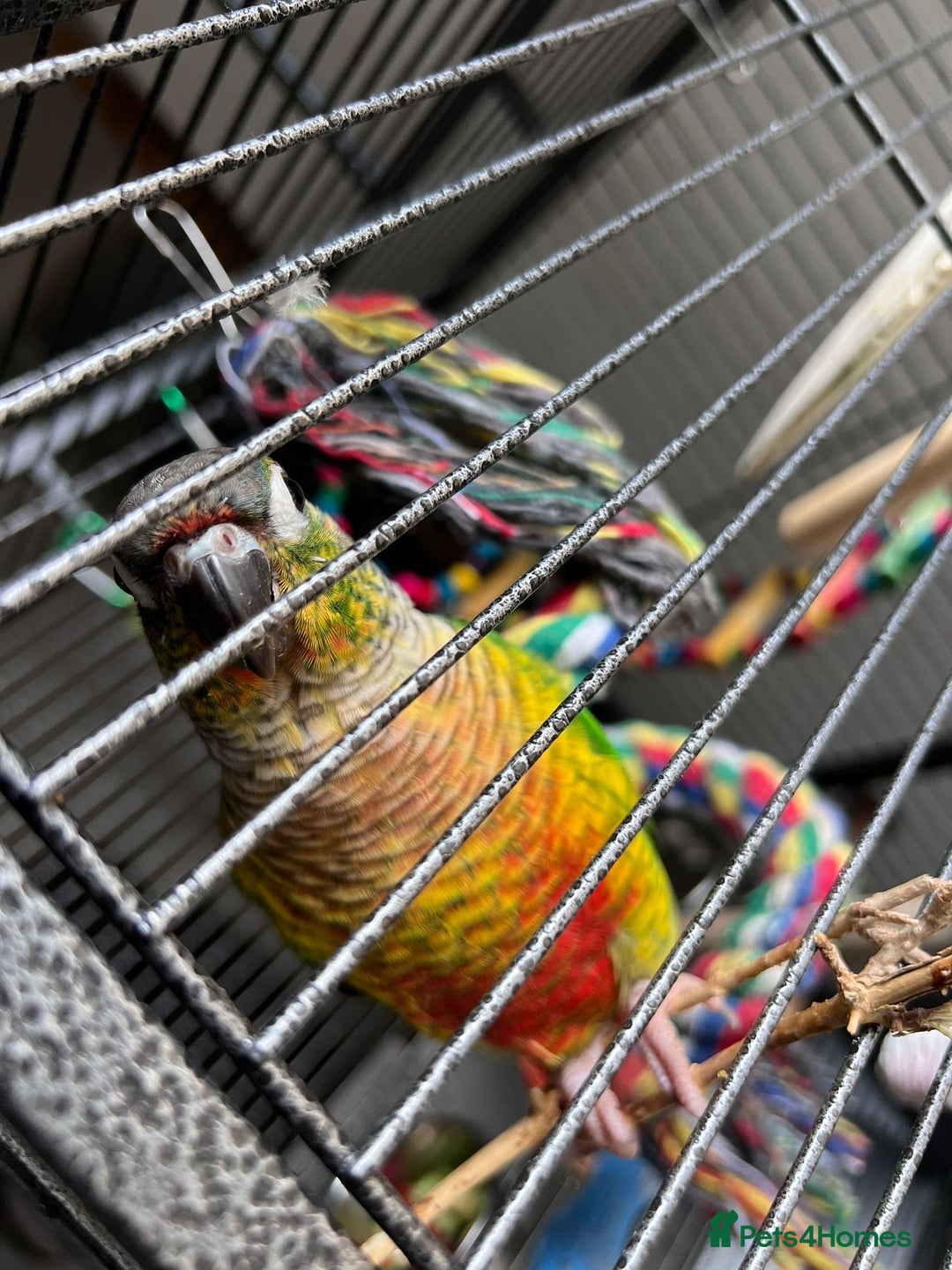 Conures birds for sale: Silly Tamed conure - Image 2