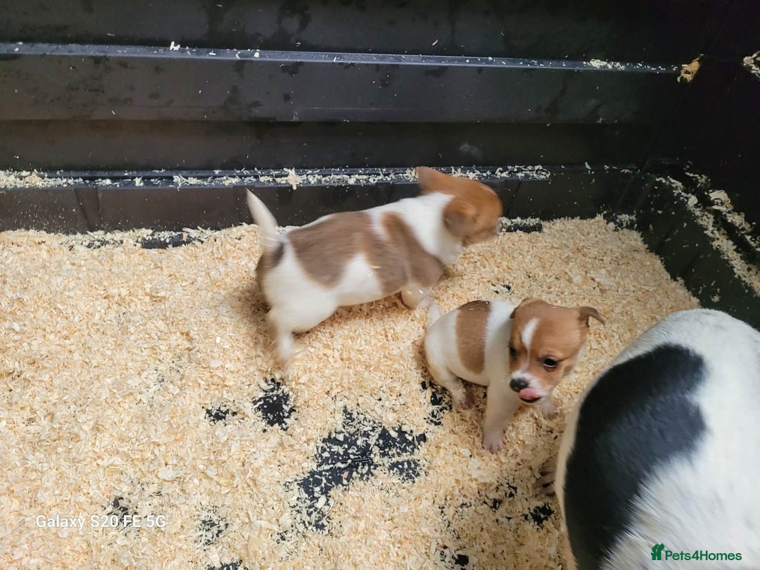 Jack Russell dogs for sale: 5 lovely Male jack Russel puppies for sale - Advert 14