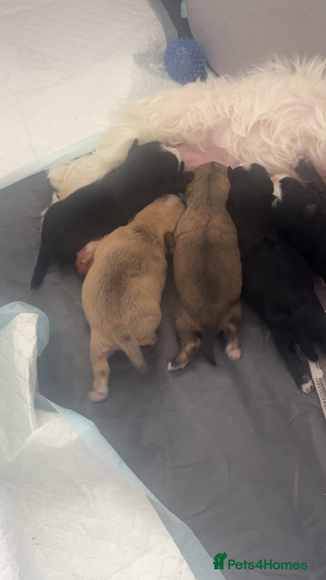 Mixed Breed dogs for sale: Frenchie x  - Advert 3