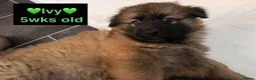 German Shepherd dogs for sale: Female German Shepherd Puppy **available now** - Advert 7