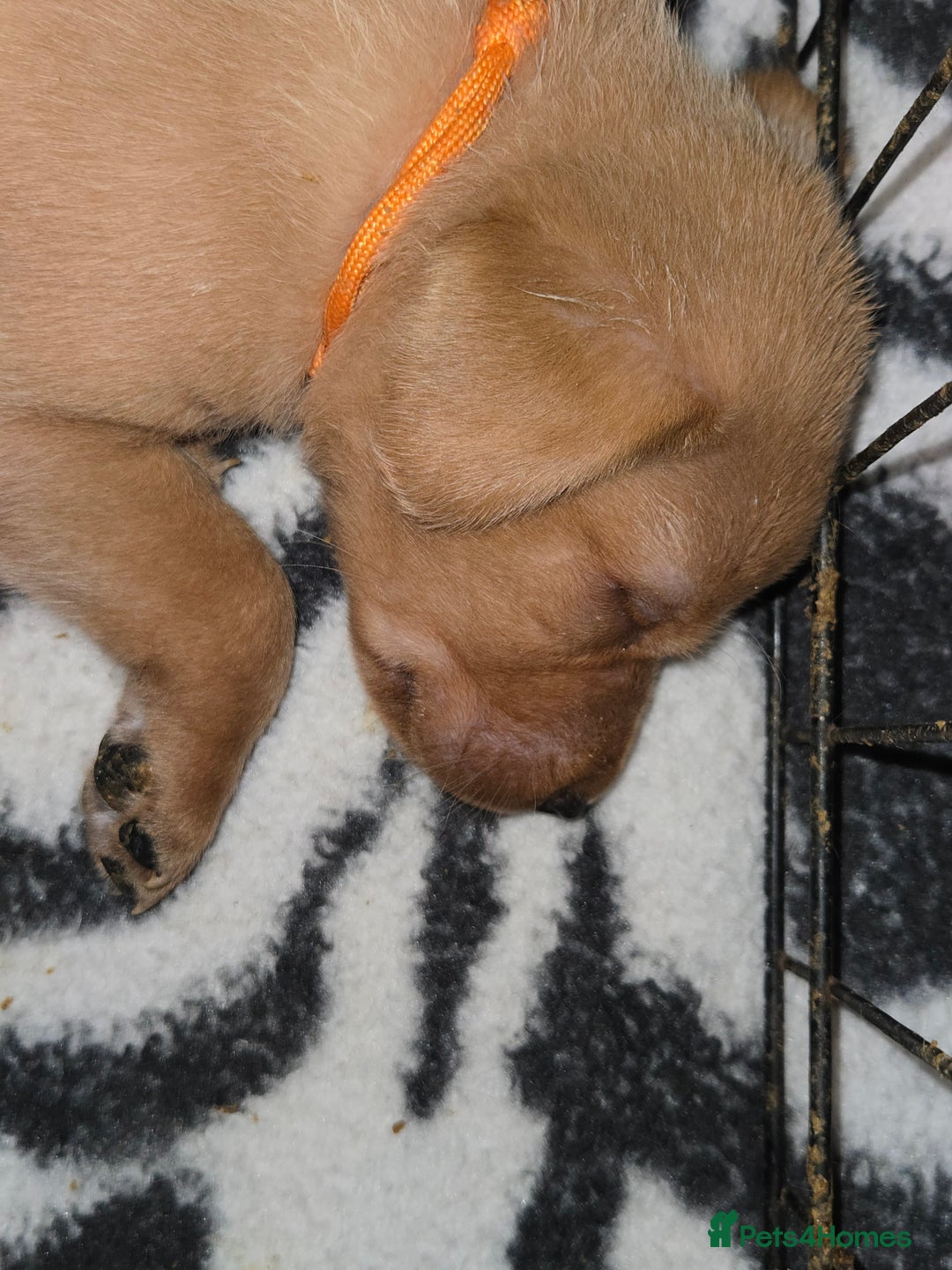 Labrador Retriever dogs for sale:  ✨ Exceptional Labrador Retriever Puppies  ✨ - Advert 5