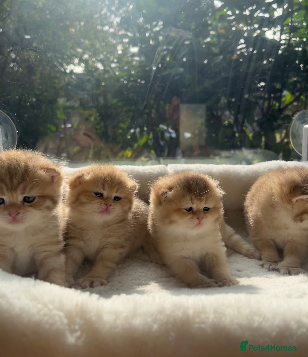 British Shorthair cats for sale: TICA Reg Beautiful Golden & Golden Tabby Bsh  - Image 7