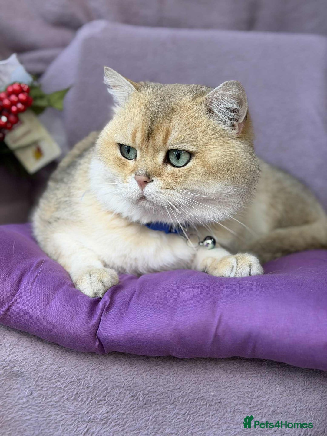 British Longhair cats for sale: 🌟Adorable TICA-Registered kitten - IZAK🌟 - Advert 13