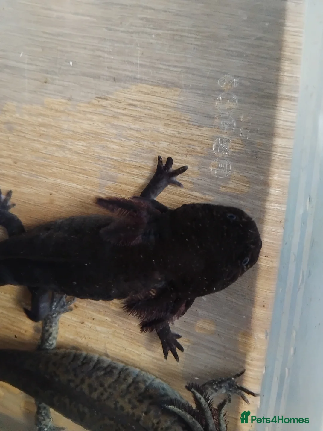Axolotl reptiles for sale: Female Axolotls 11 mnths old - Advert 8