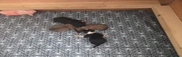 Mixed Breed dogs for sale: Beautiful Bordoodle Puppies from family home - Advert 9