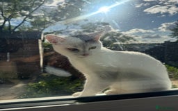 Domestic Shorthair cats for sale: Snow White sisters ❄️🥰 - Image 23