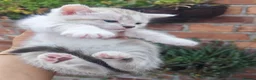 Mixed Breed cats for sale: Bengal mix  - Advert 16