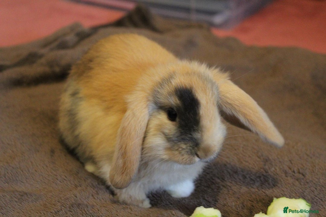 Mini Lop rabbits for sale: Baby mini lop rabbits - Image 2